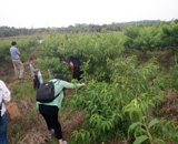 臨近端午，總經理劉月琴組織人員農莊采摘。